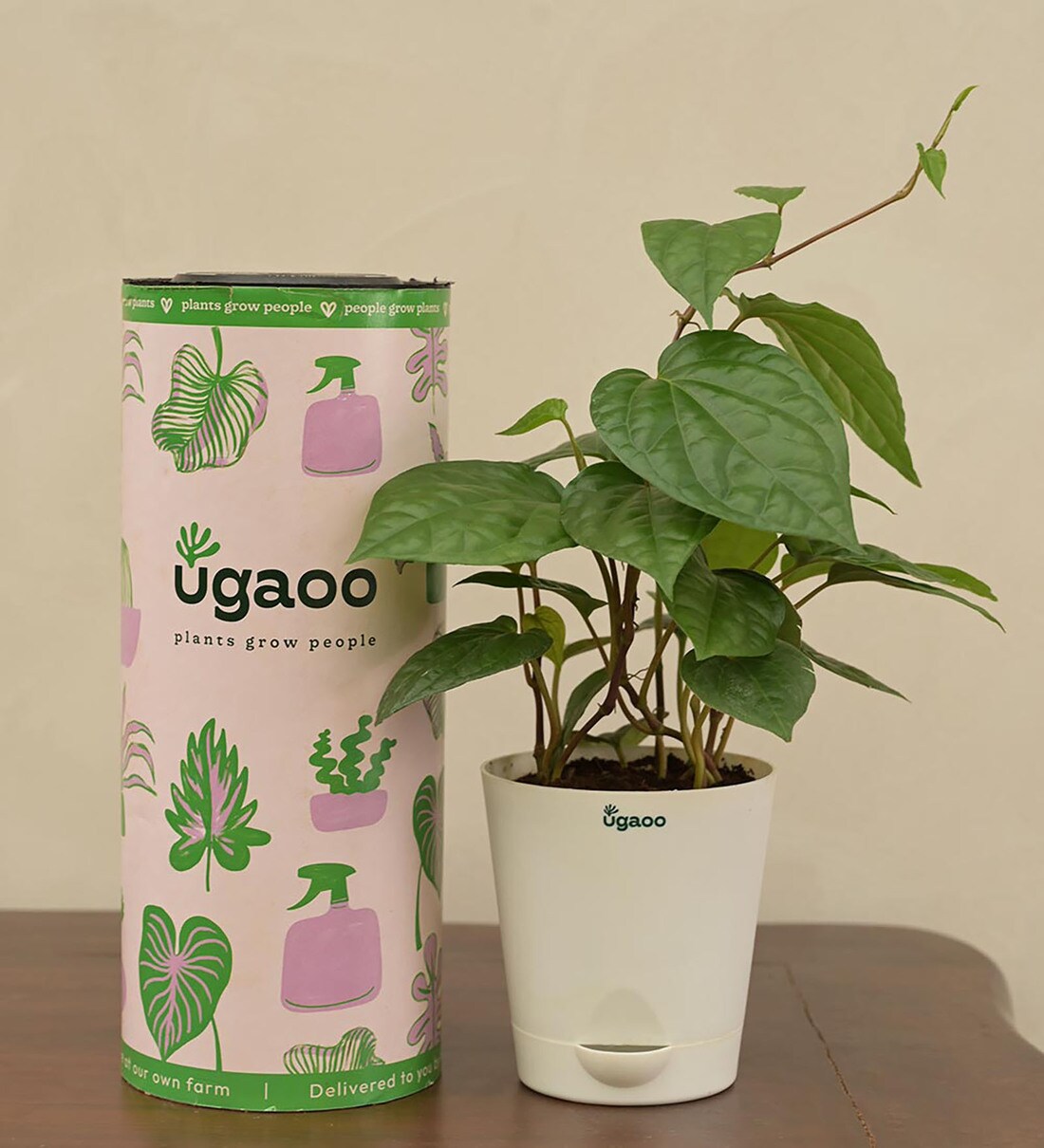 Buy Betel Leaf (Magai Paan) Natural Plant In White Self Watering