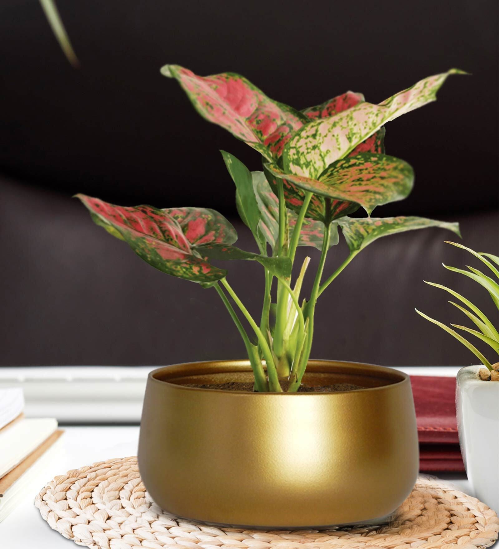 Gold Metal Zoe Desk Planter, By Ecofynd 