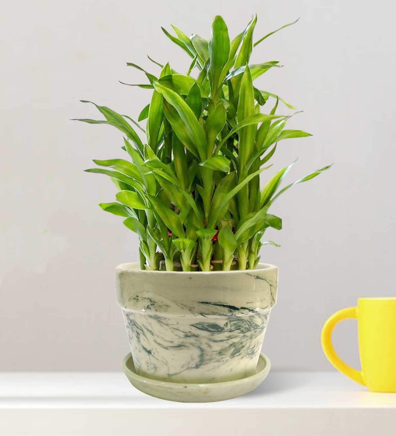 Buy Green Ceramic Designer Planters by Nurturing Green Online - Desk ...