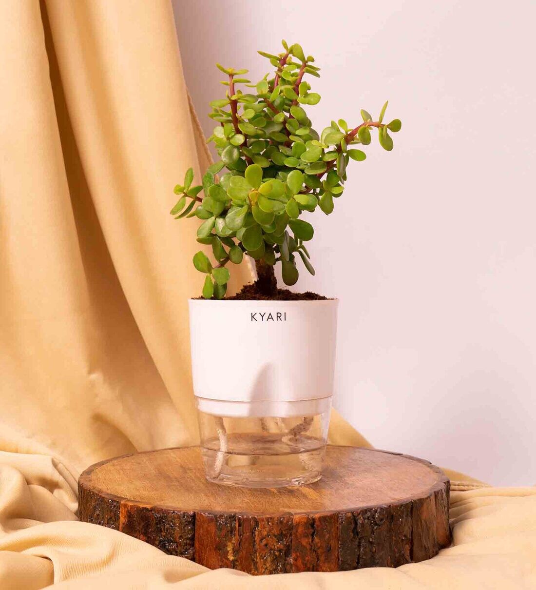 Buy Jade SelfWatering Small Natural Plant with High Quality Plastic
