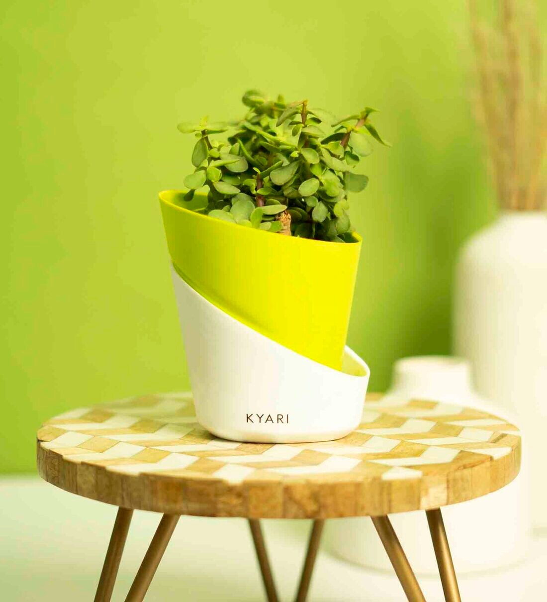 Buy Jade Small Natural Plant with High Quality Plastic Pot by Kyari at
