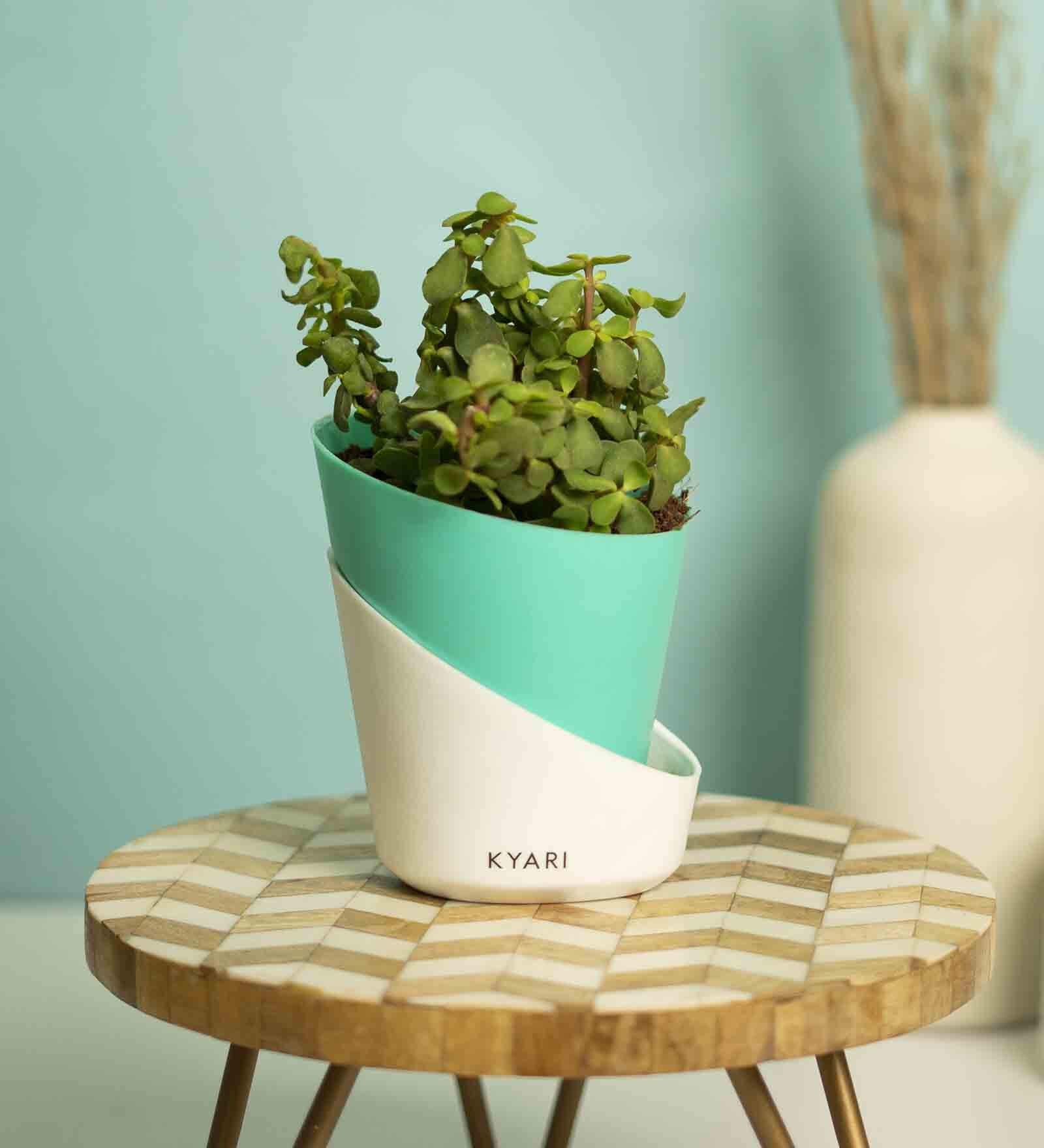 Buy Jade Small Natural Plant with High Quality Plastic Pot by Kyari at