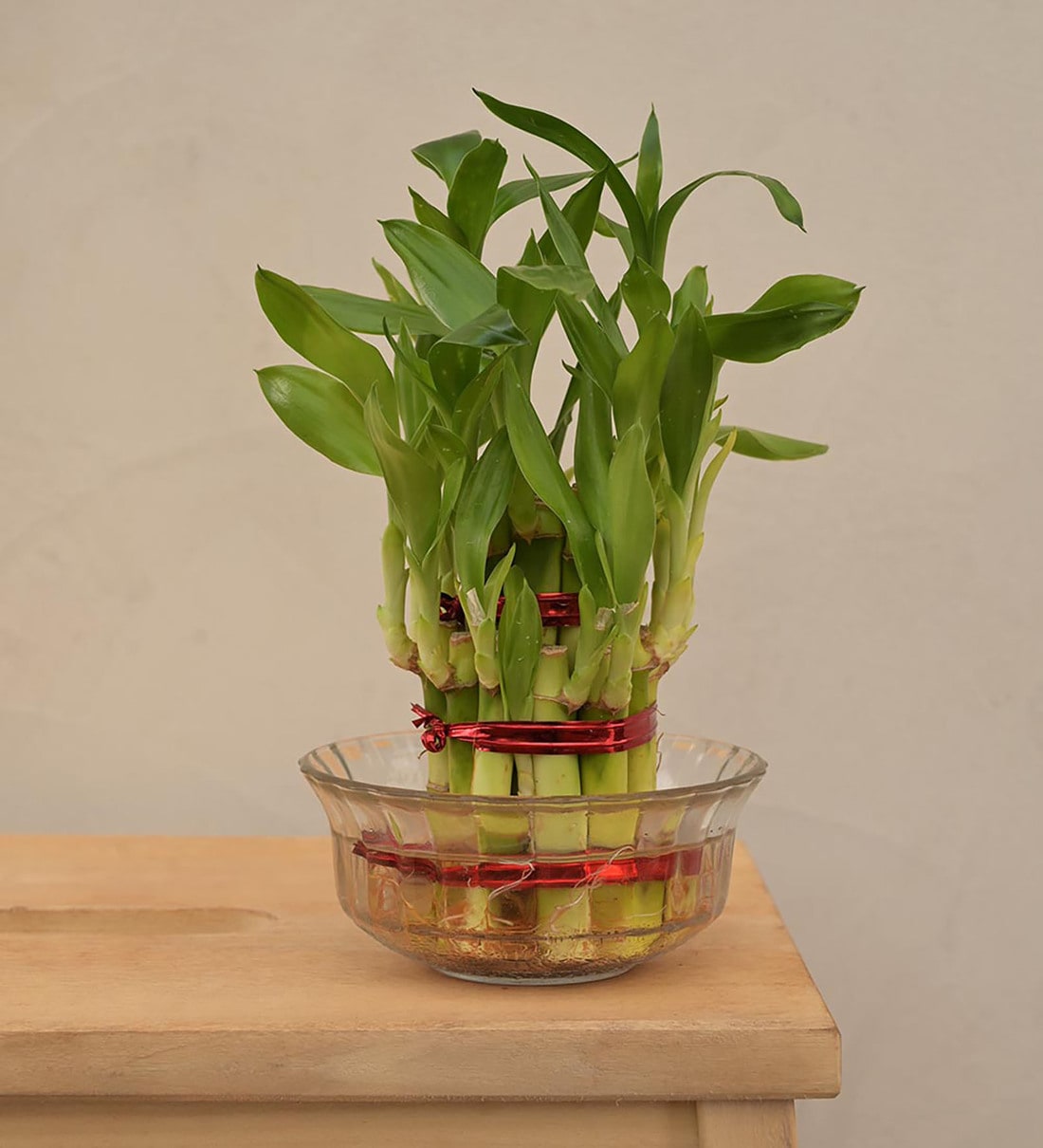 Buy Lucky Bamboo 2 Layer Natural Live Plant In Green Self Watering Pot