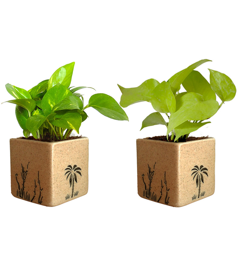Buy Gamlaa Golden Money Plant With Rejoice Square White Plastic Pot - natural money plant!    golden money plant in brown square aroez ceramic pot by rolling nature