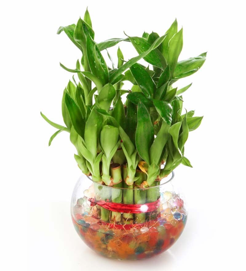 Buy Two Layer Lucky Bamboo Plant & Round Glass Pot by Nurturing Green