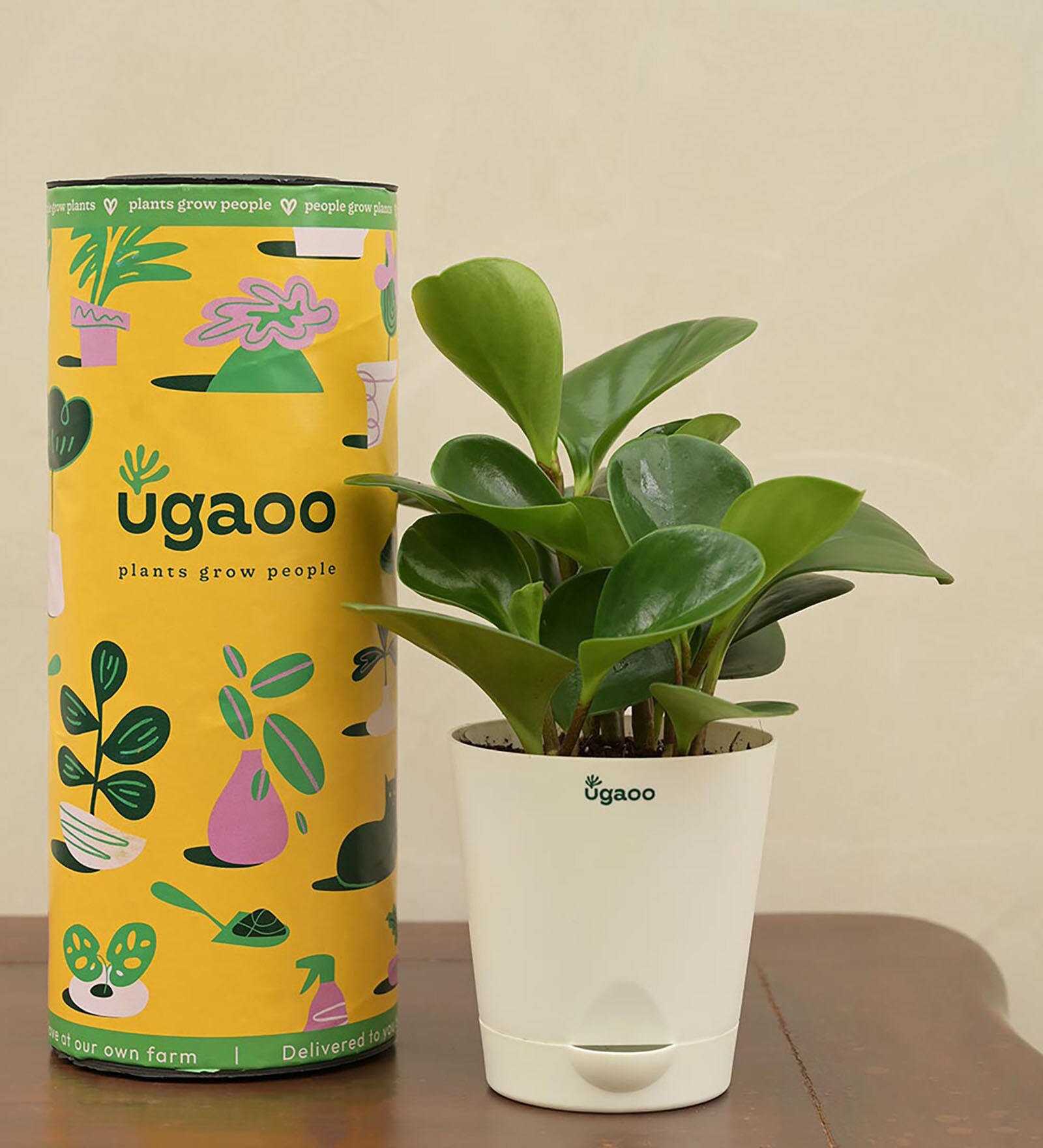 Peperomia Natural Plant In White Self Watering Pot, By Ugaoo 