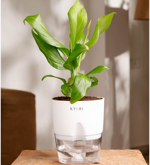 Peace Lily Plant With Self Watering  Pot-White