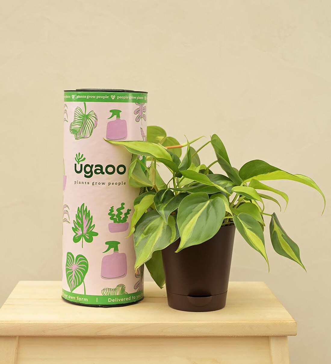 Philodendron Brasil Natural Plant In Brown Self Watering Plastic Pot, By Ugaoo