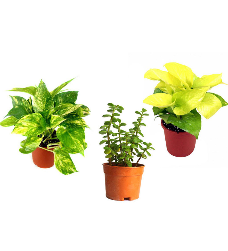Buy Money Tree Breaded Online Money Trees Indoor Plants Pepperfry - money plant golden pothos and jade!    combo of good luck plants by rolling nature