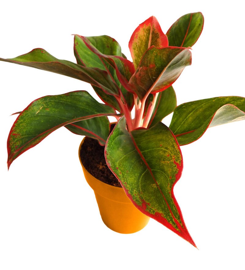Buy Rolling Nature Red Aglaonema Siam Aurora in Orange ...