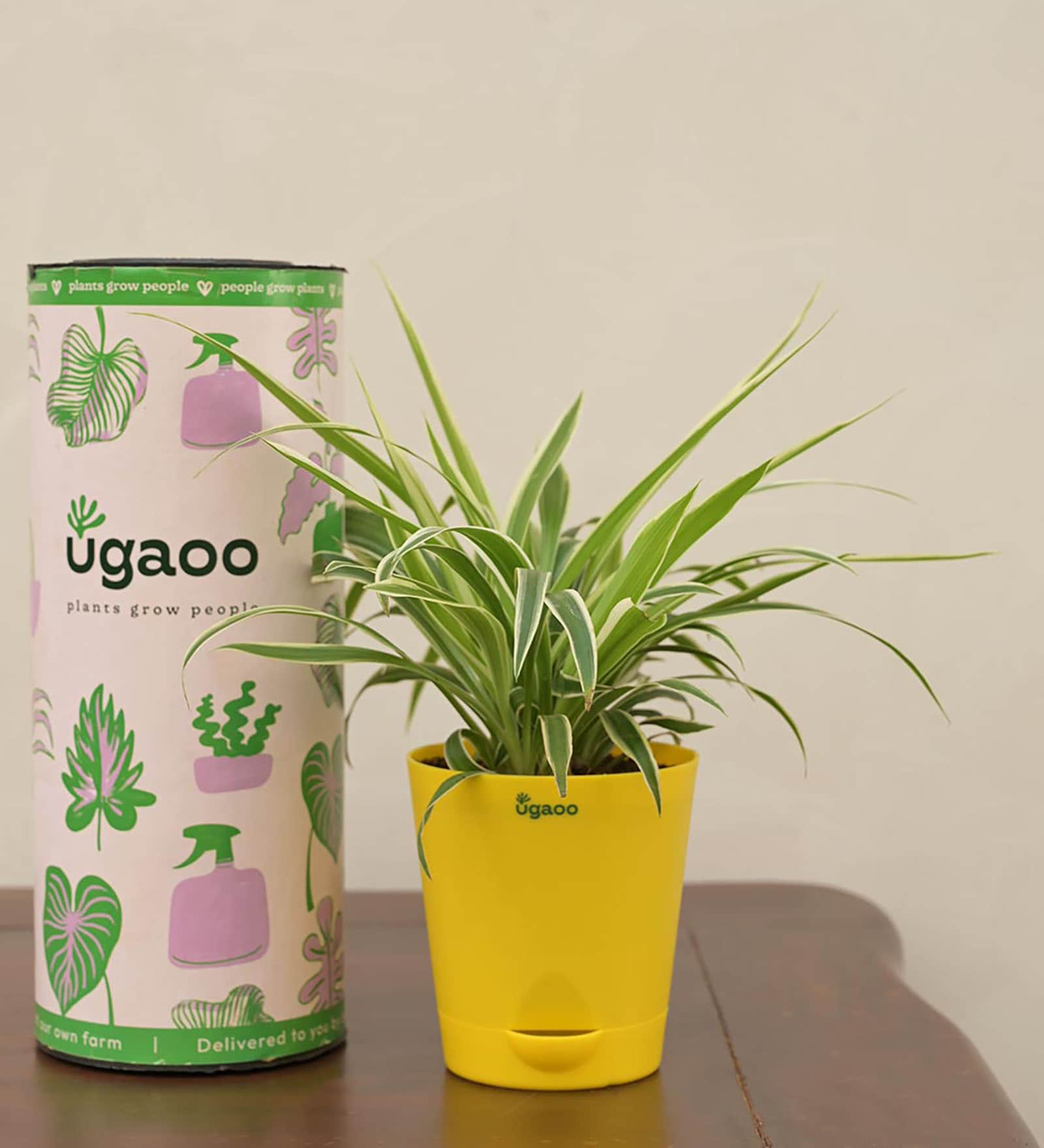 Spider Natural Plant In Yellow Self Watering Plastic Pot, By Ugaoo 