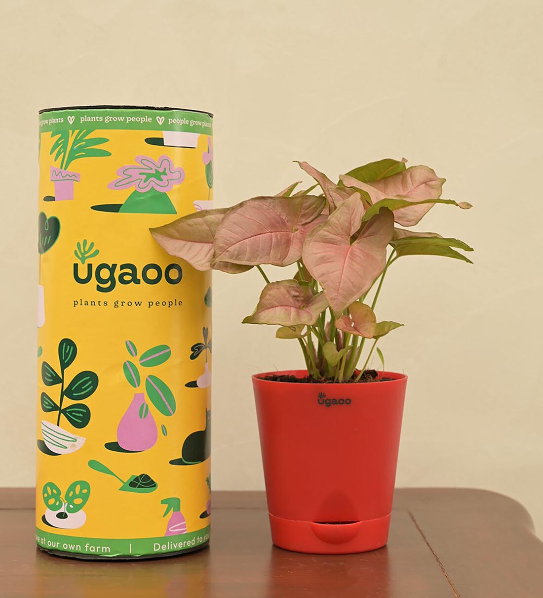 Syngonium Pink Natural Plant In Red Self Watering Plastic Pot, By Ugaoo