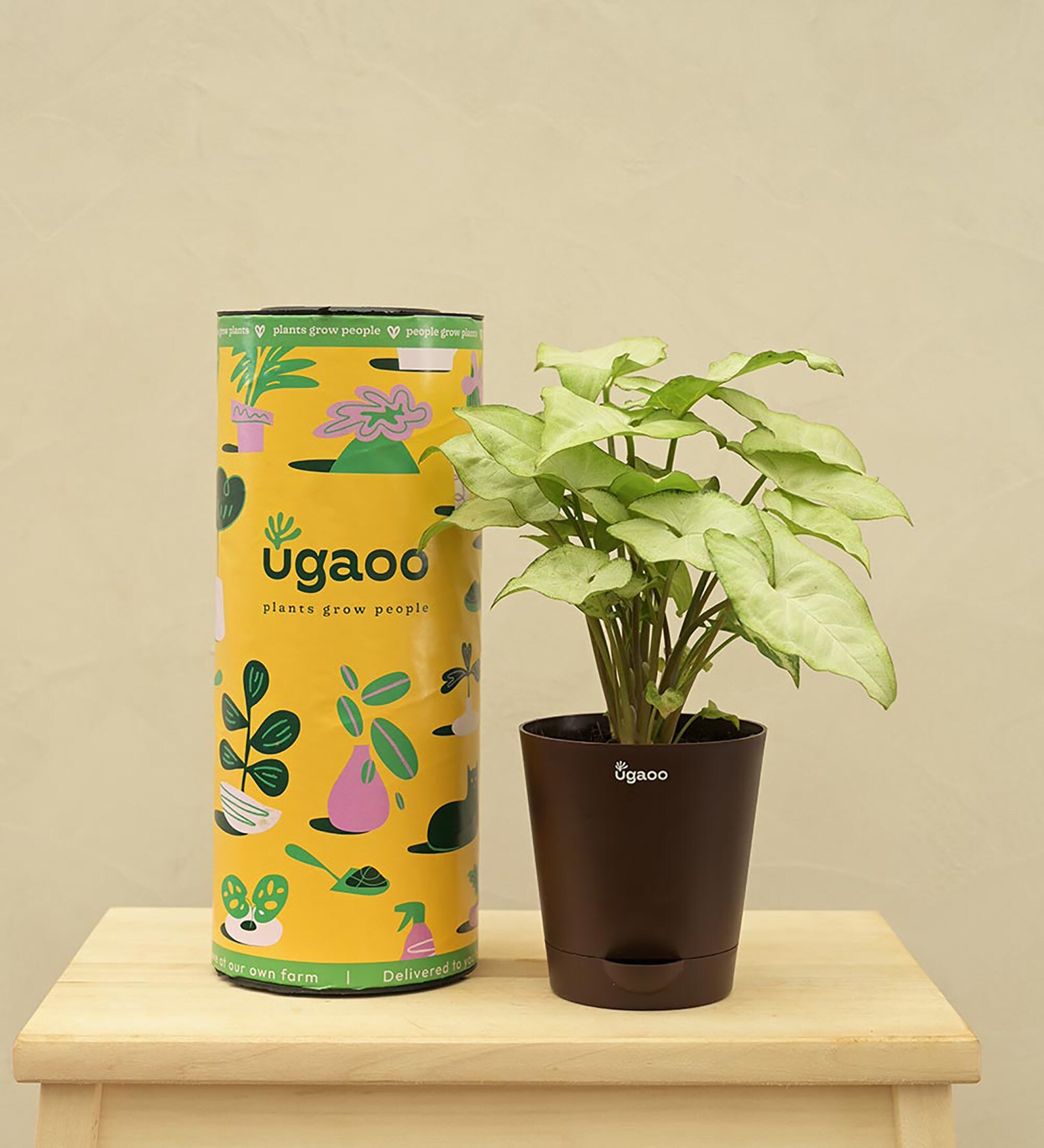 Buy Syngonium White Butterfly Indoor Plants Online Indoor Plants Natural Plants Home Decor